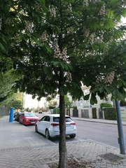 Aesculus hippocastanum