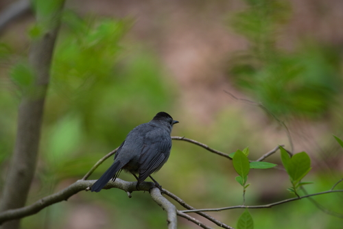Gray Catbird photographed in North Carolina
