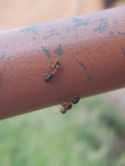 Opisthopsis haddoni rufoniger