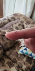 Insecta