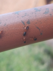 Opisthopsis haddoni rufoniger