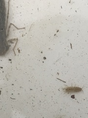 Asellus aquaticus