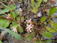 Sedum arenarium