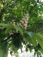 Aesculus hippocastanum