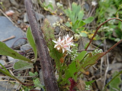 Sedum arenarium