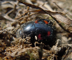 Hister quadrimaculatus