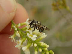 Copestylum tamaulipanum