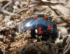 Hister quadrimaculatus