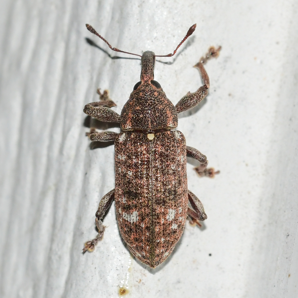 Hilipinus nearcticus