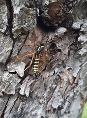 Ctenophora flaveolata