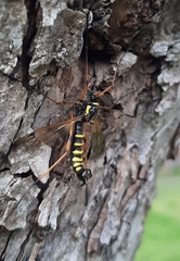Ctenophora flaveolata