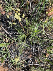 Lomatium cookii