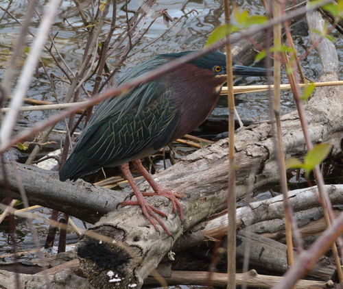 Green Heron photographed in North Carolina