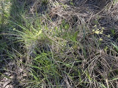 Lomatium cookii