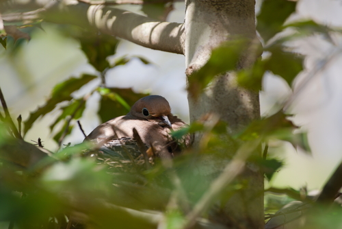 Eastern Mourning Dove photographed in North Carolina