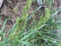 Asparagus densiflorus
