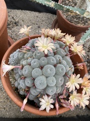Rebutia