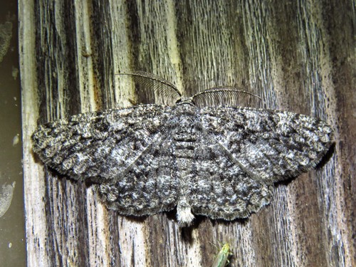 Umber Moth photo 4