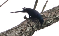 Onychognathus fulgidus