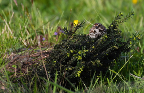 Song Sparrow photographed in North Carolina