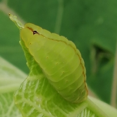 Arcas imperialis