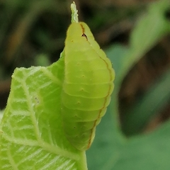 Arcas imperialis