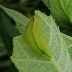 Arcas imperialis