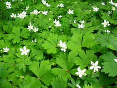 Anemonastrum baicalense