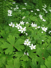 Anemonastrum baicalense
