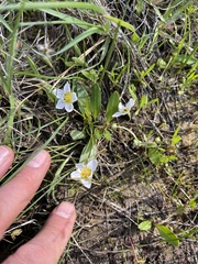 Hesperochiron pumilus