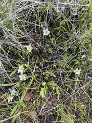 Hesperochiron pumilus