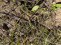 Hesperochiron pumilus