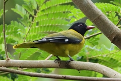 Oriolus brachyrynchus