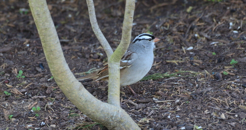 White-crowned Sparrow photographed in Tennessee