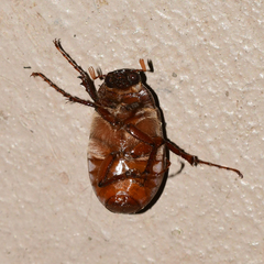 Phyllophaga crassissima