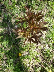 Paeonia officinalis