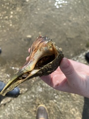 Clibanarius vittatus