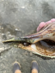 Clibanarius vittatus