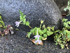Delphinium anthriscifolium