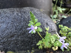 Delphinium anthriscifolium