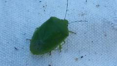 Chinavia marginata