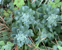 Sedum spathulifolium