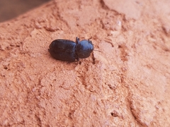 Phorticosomus