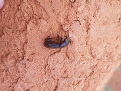 Phorticosomus