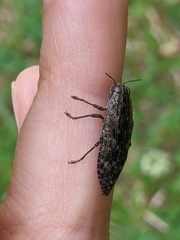 Dicerca obscura