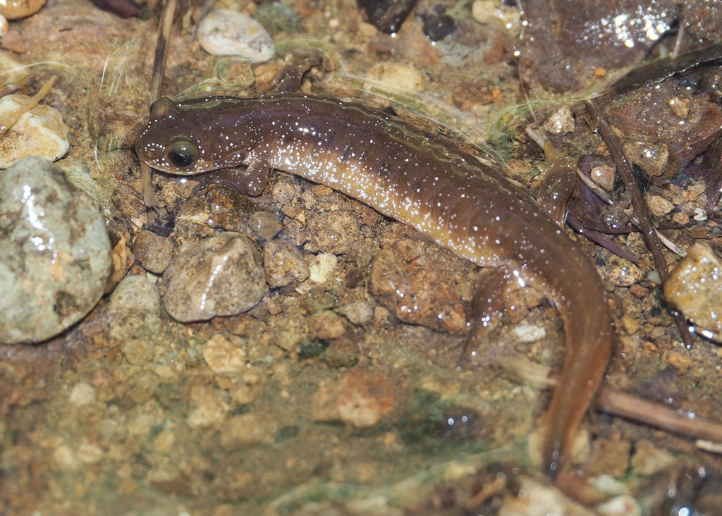 Columbia Torrent Salamander in April 2021 by John G. Phillips · iNaturalist