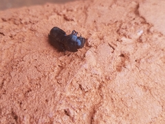 Phorticosomus