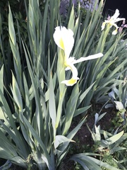 Iris orientalis