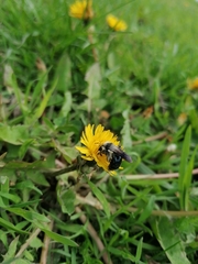 Andrena danuvia