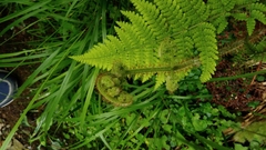 Dryopteris peranema